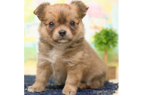 成約済の千葉県のチワワ(ロングコート)-219706の1枚目